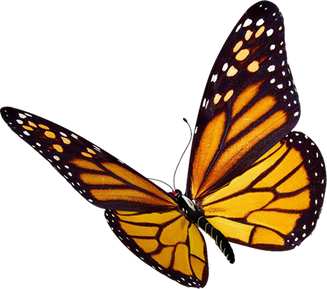 A Flying Butterfly